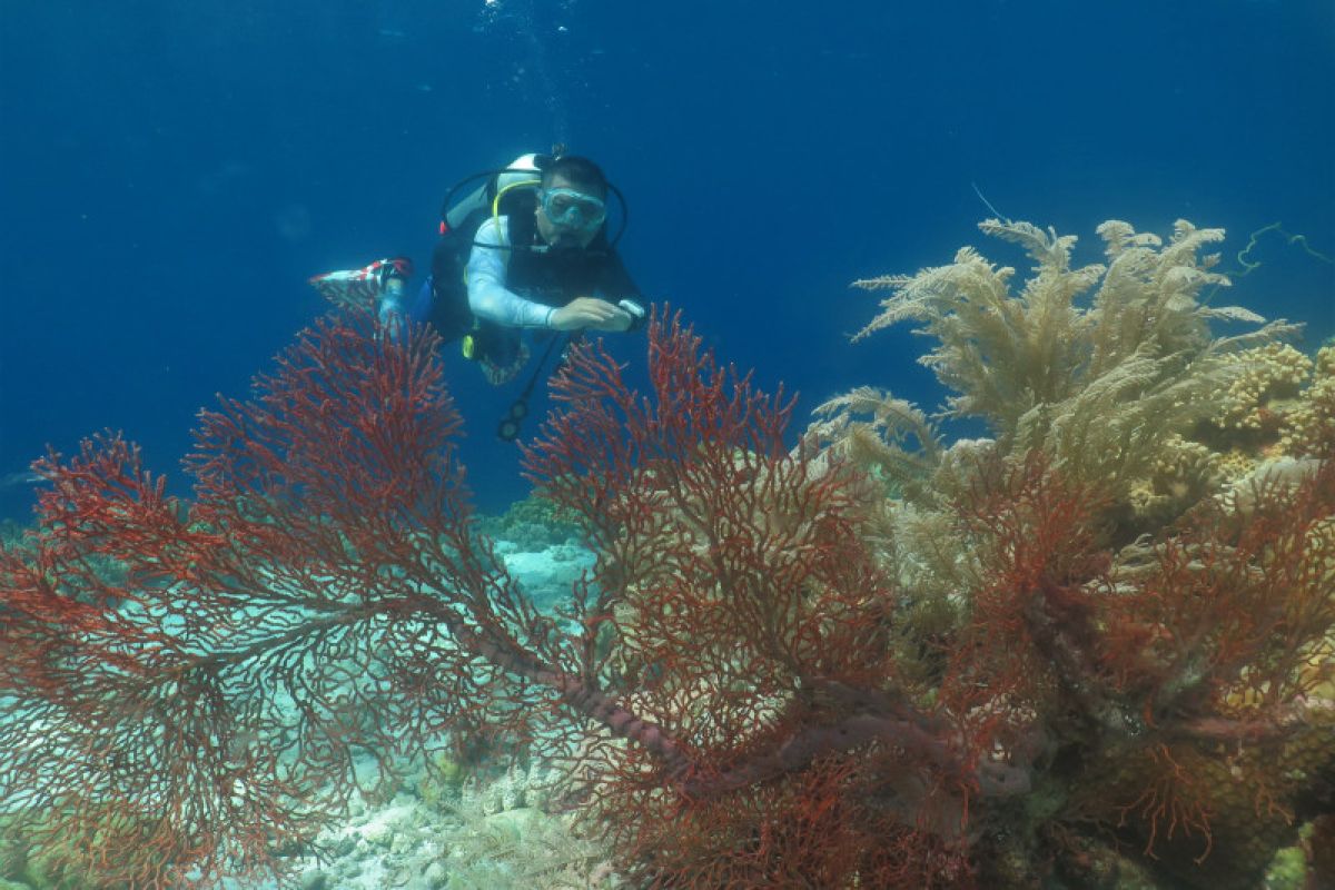 MENIKMATI KEINDAHAN BAWAH LAUT WAKATOBI