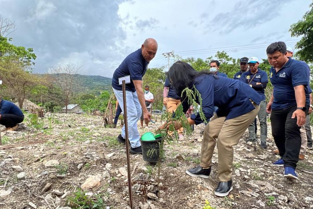 Menanam asa kemakmuran warga Pulau Timor di hutan energi