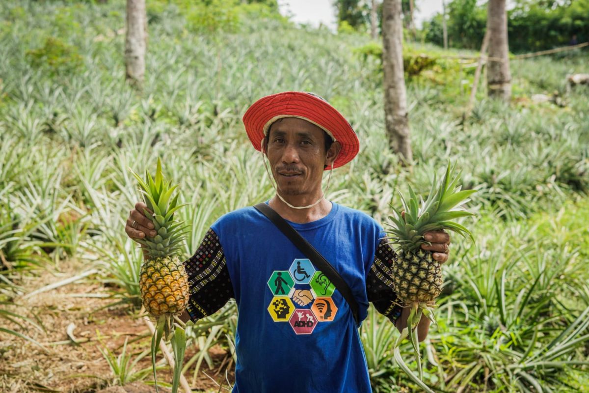 Artikel - Melirik potensi nanas menjadi selai premium di Labuan Bajo