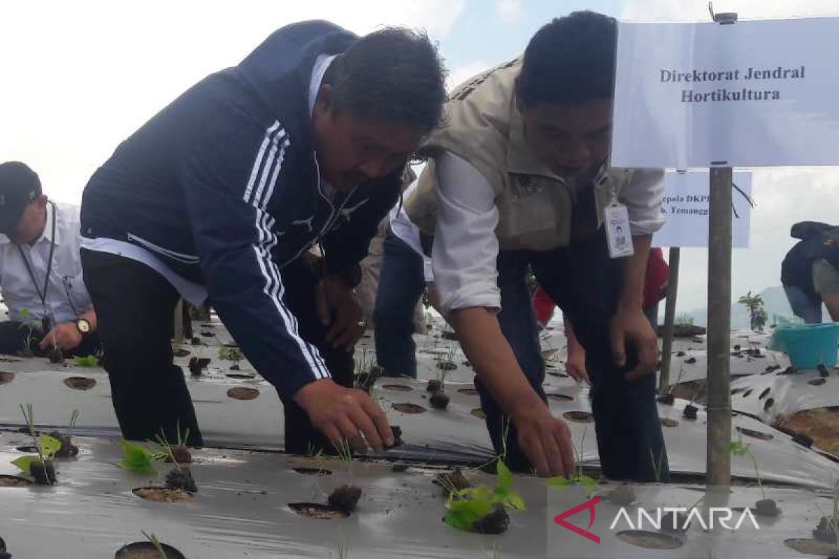 Dirjen Hortikultura minta petani budi daya bawang dengan model "soil block"