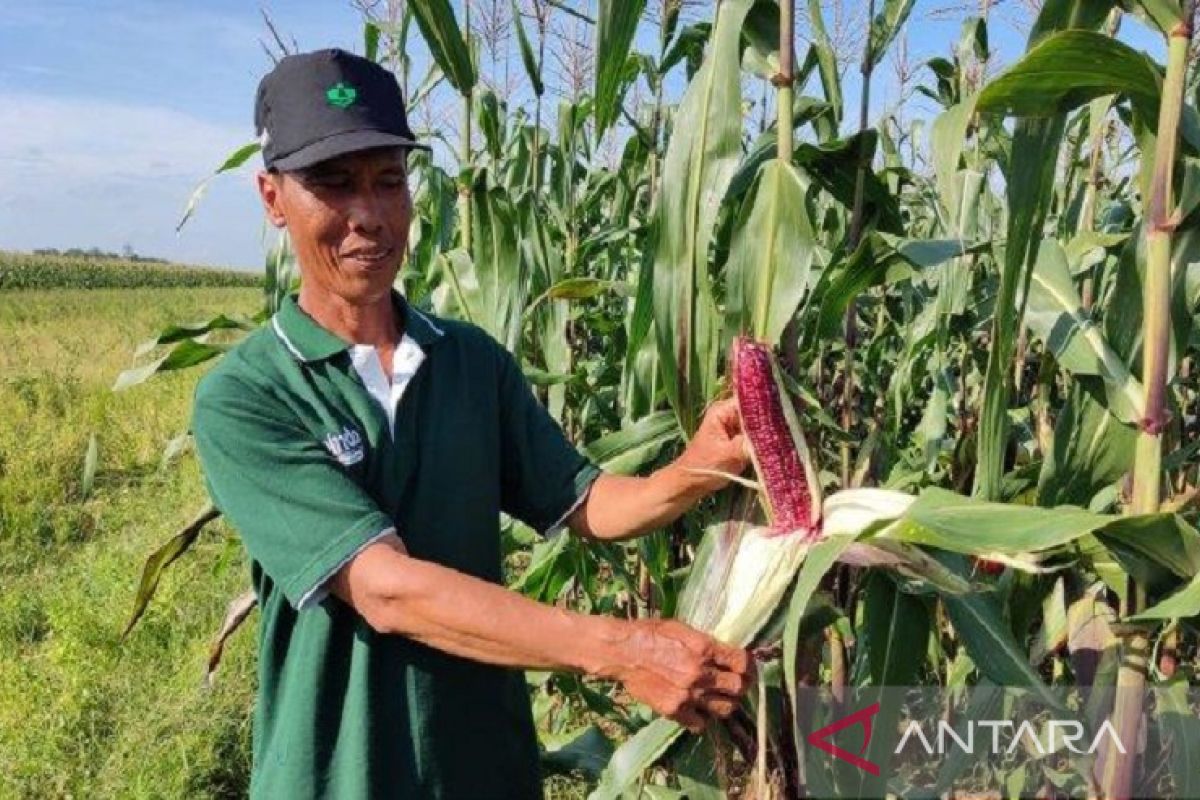 Pemkot Baubau menjadikan Sarawolio sebagai pusat pengembangan jagung ungu