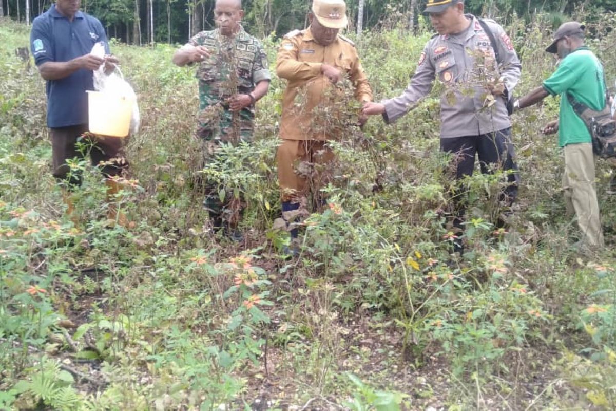 Koramil Numfor bersama warga panen kacang hijau dan merah