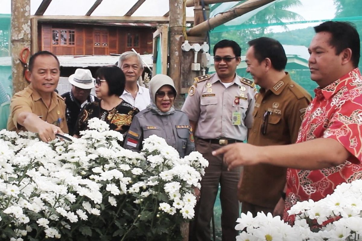 Bunga Krisan Kota Tomohon tembus pasar Singapura