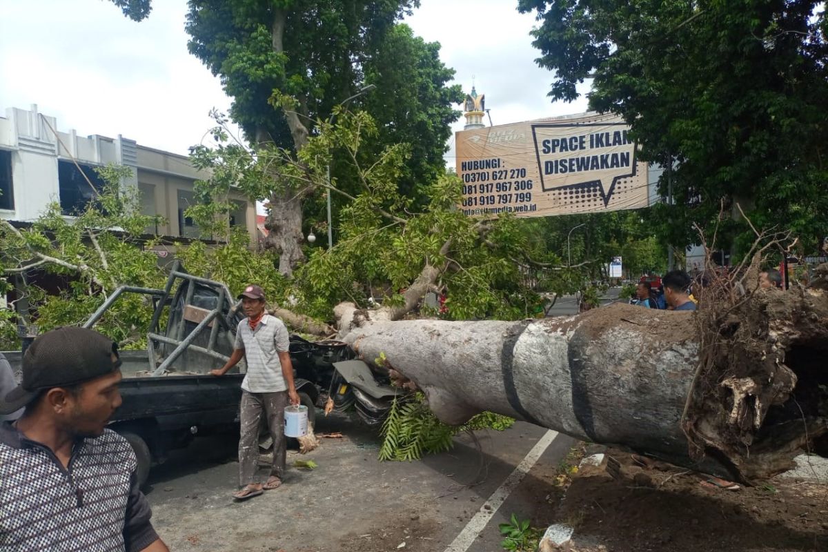 Mobil pick up hancur tertimpa pohon di Jalan Langko Mataram (Video)