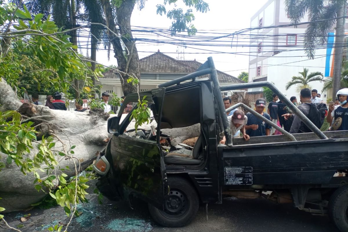 BPBD Mataram menyarankan pohon keropos ditebang