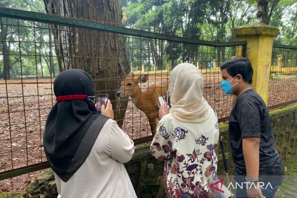 Puluhan ribu pengunjung ramaikan Ragunan Natal