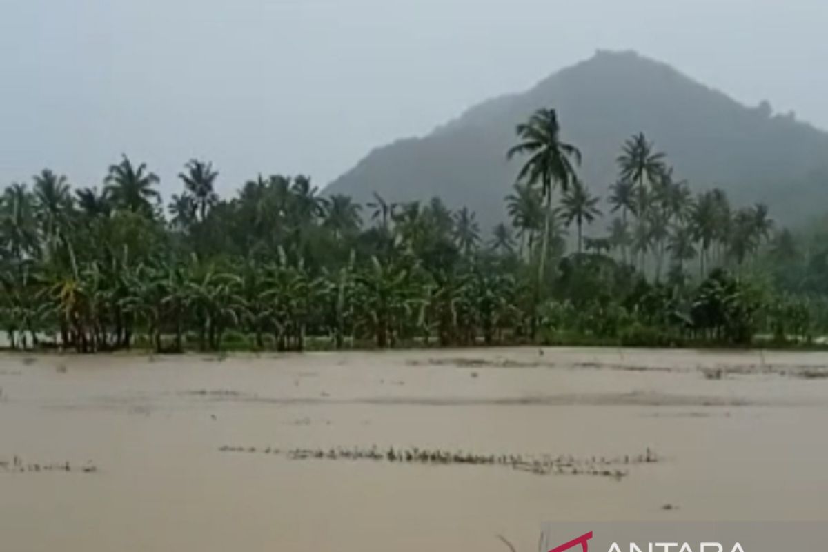 Ratusan hektare tanaman padi di NTB terendam banjir