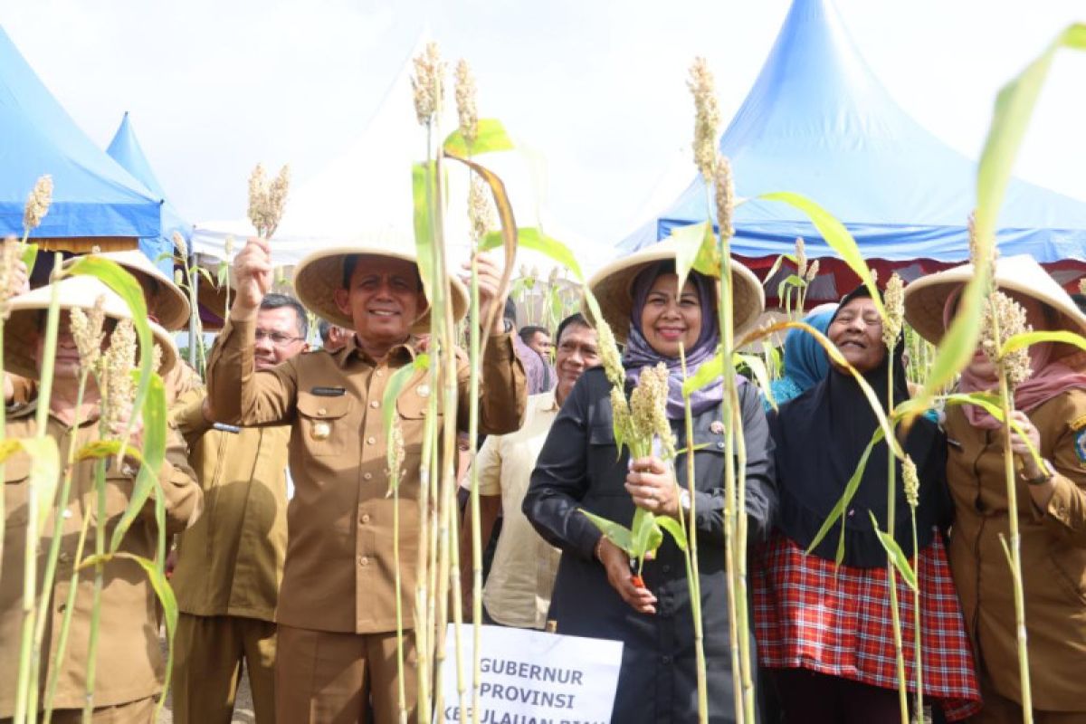 Gubernur Kepri panen 7 ton sorgum di Bintan