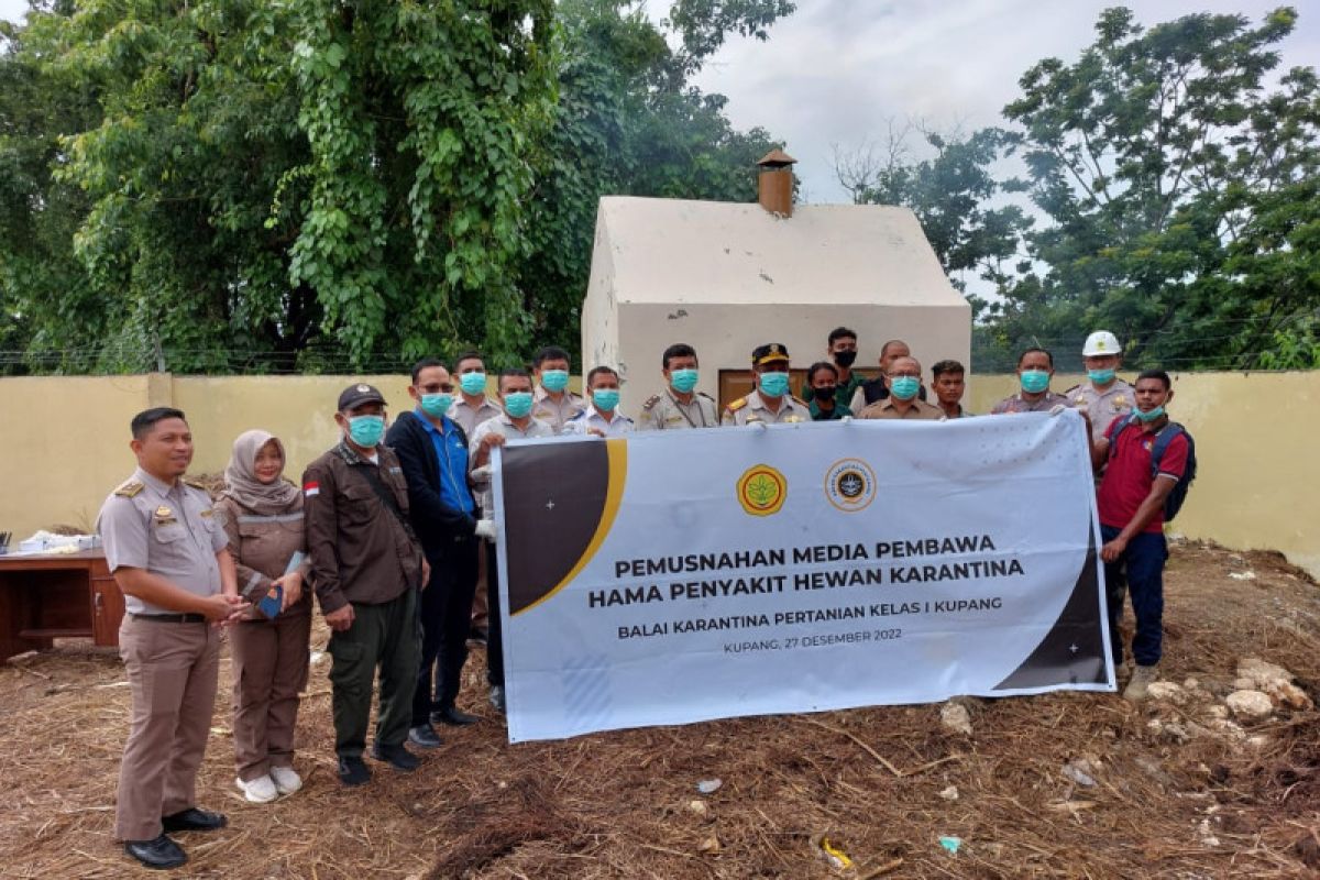 Karantina Pertanian musnahkan 115 kilogram daging cegah PMK