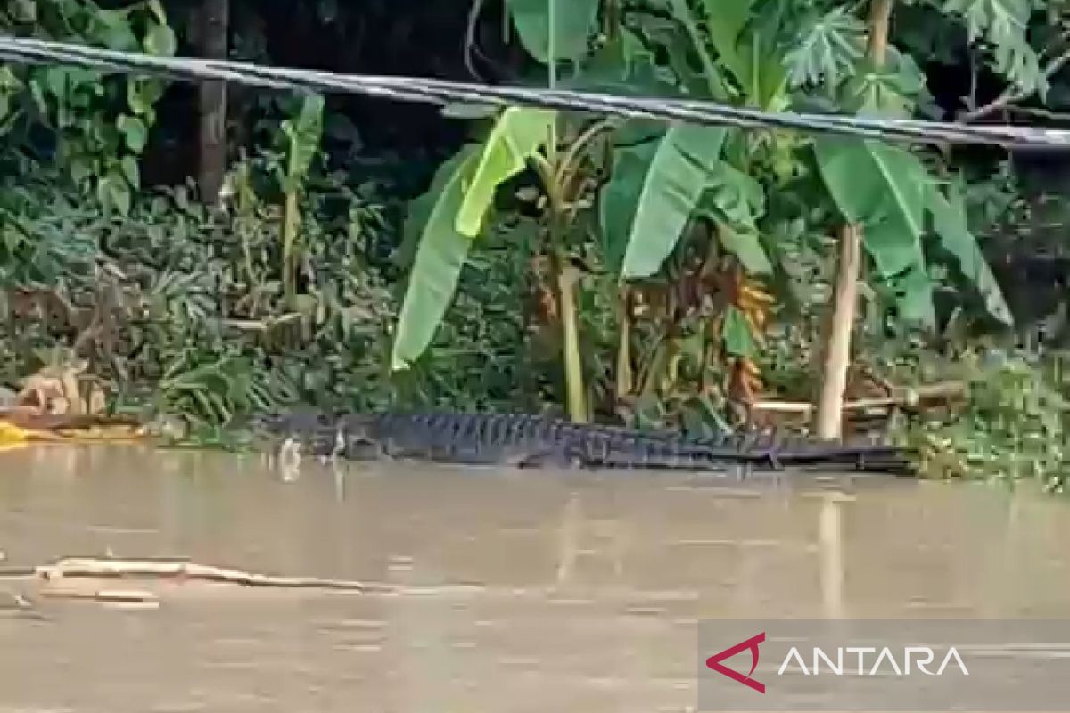 Awas!! ada buaya liar di Teluk Bumbang Lombok Tengah