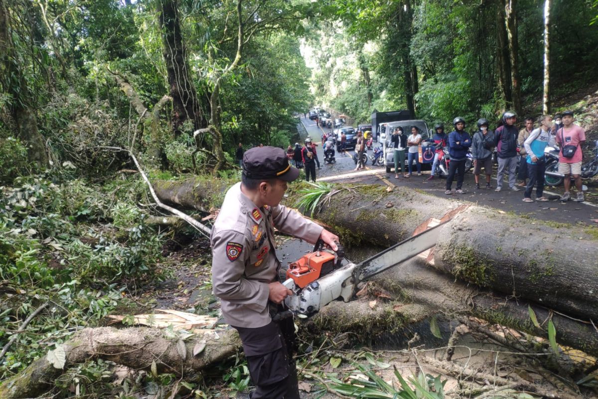 Menjelang malam tahun baru, Pohon tumbang di jalur Pusuk Sembalun