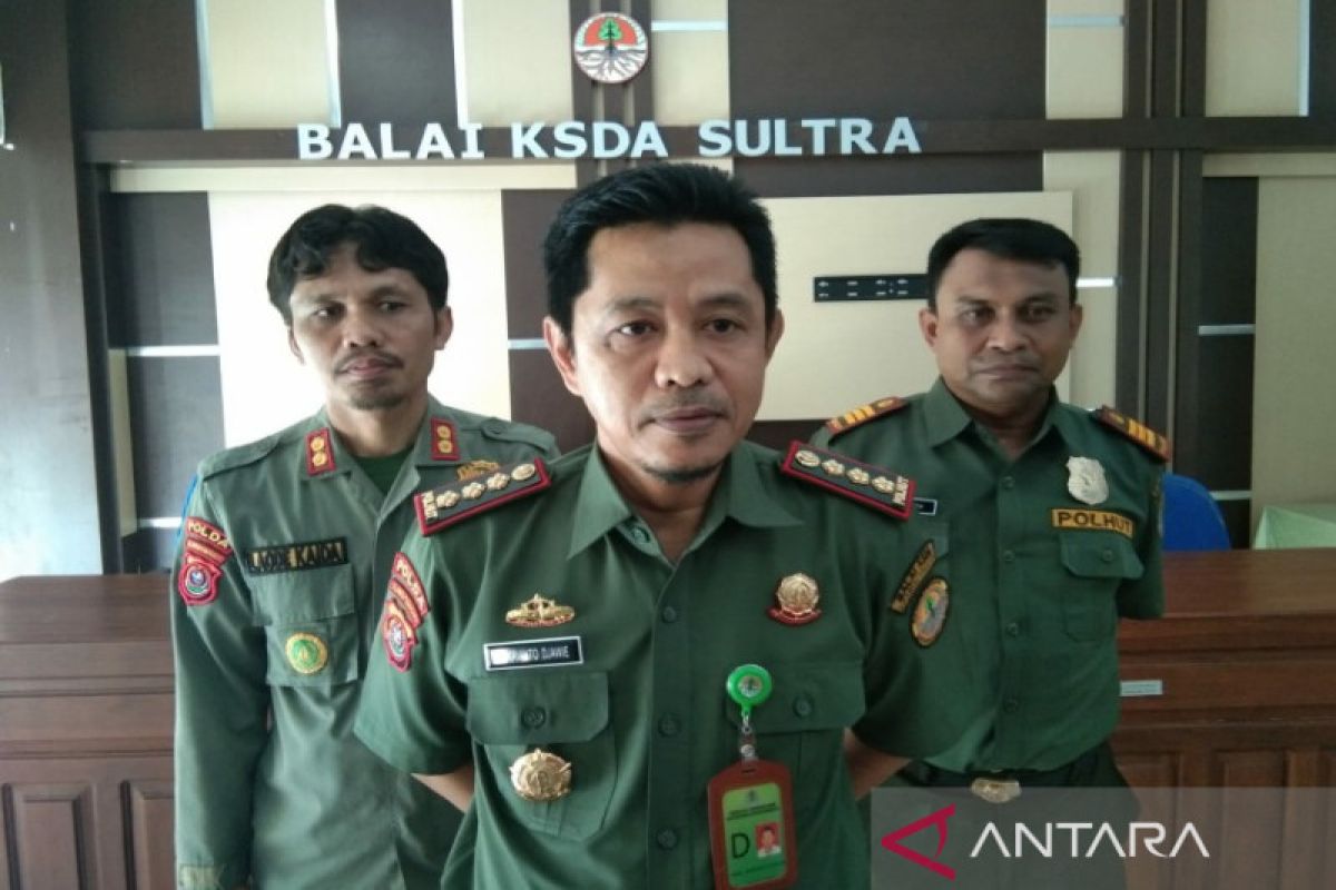 Tahun 2022, BKSDA Sultra melepasliarkan sembilan buaya muara