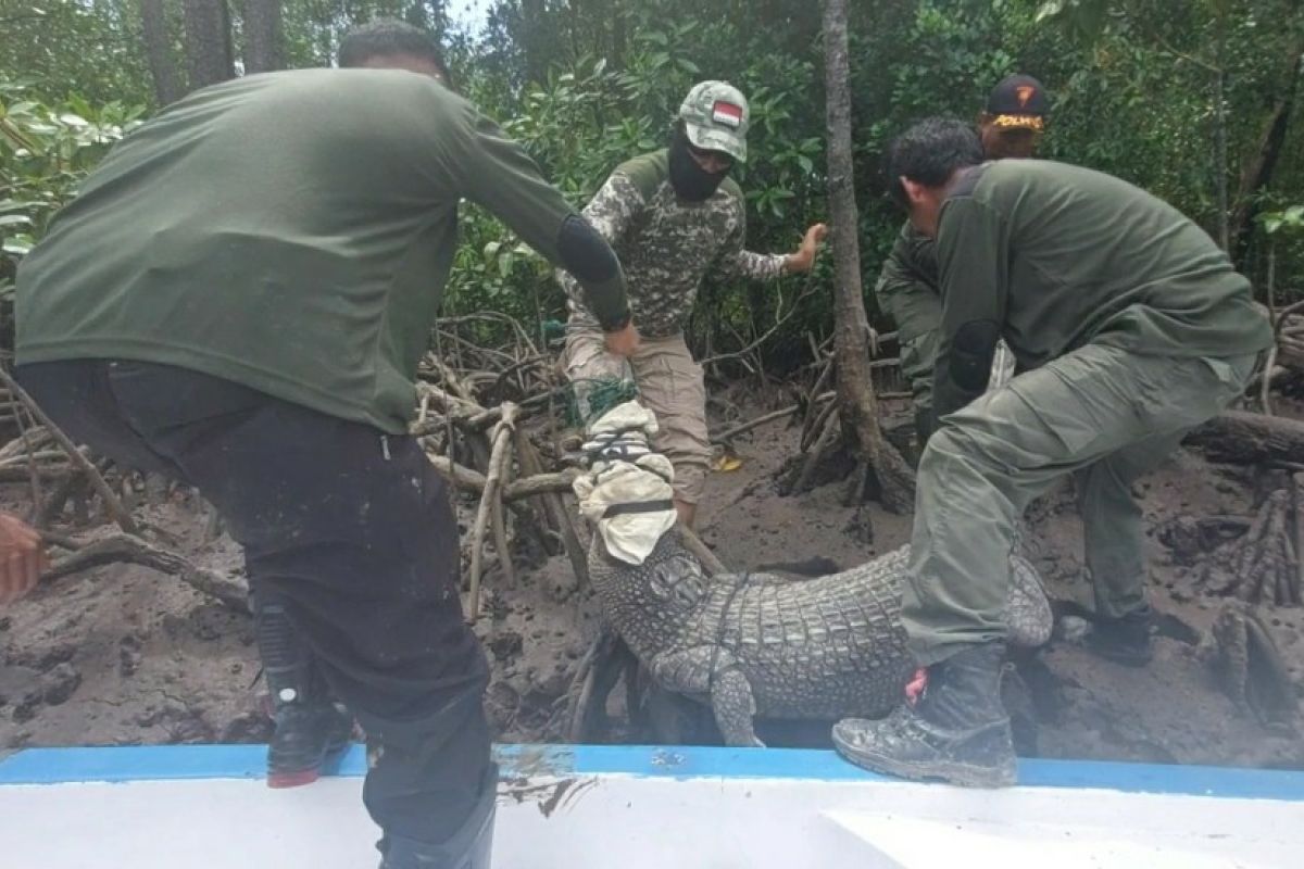 Petugas BKSDA evakuasi buaya tangkapan warga di Konawe Selatan Sultra