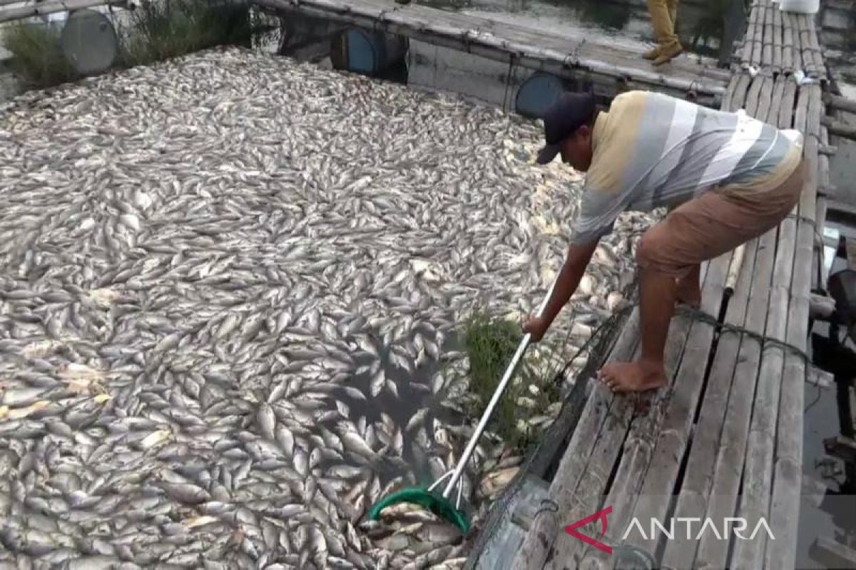 Kematian ikan keramba di Kedung Ombo terus bertambah