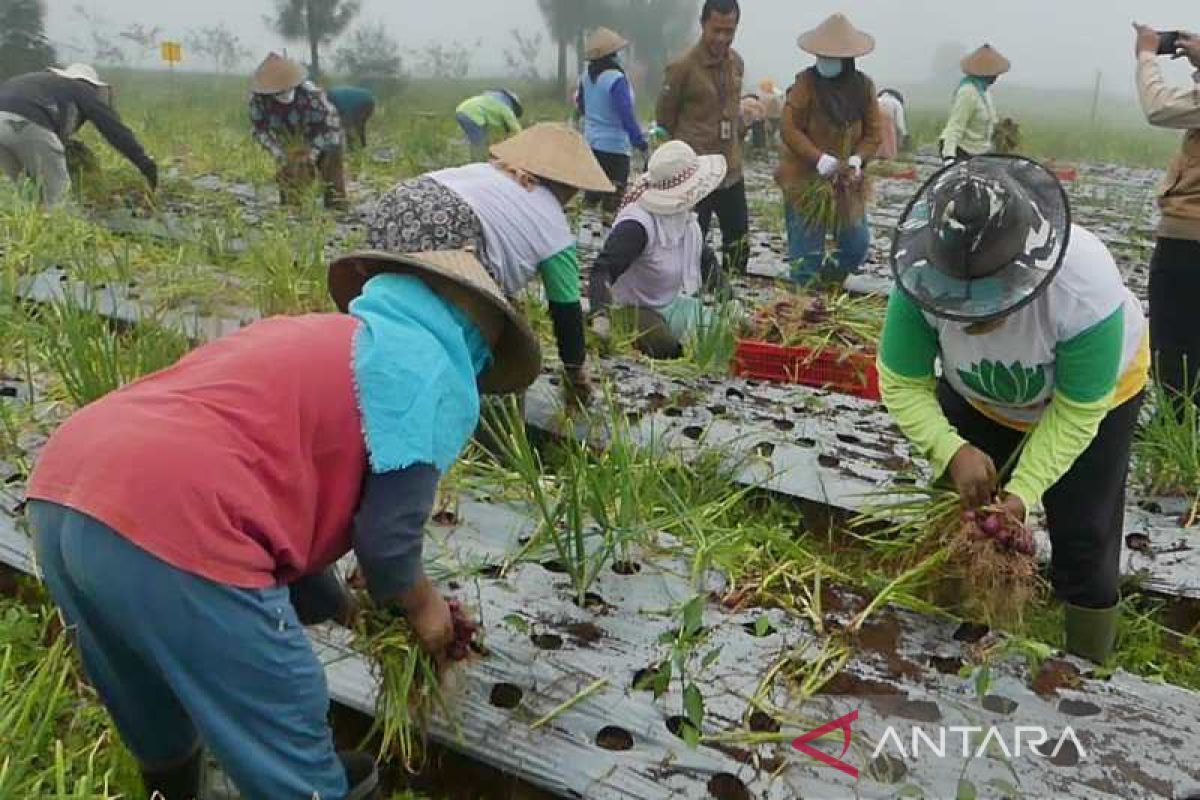 Kabupaten Temanggung perluas program "food estate"