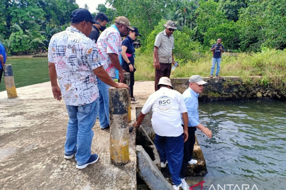 Biak Numfor siapkan 888 hektare lahan untuk budidaya udang vaname