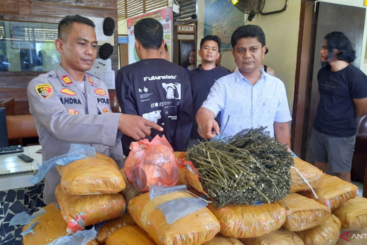 Sebanyak 36 kg ganja ditemukan di perpustakaan SDN Padang Pariaman Sumbar