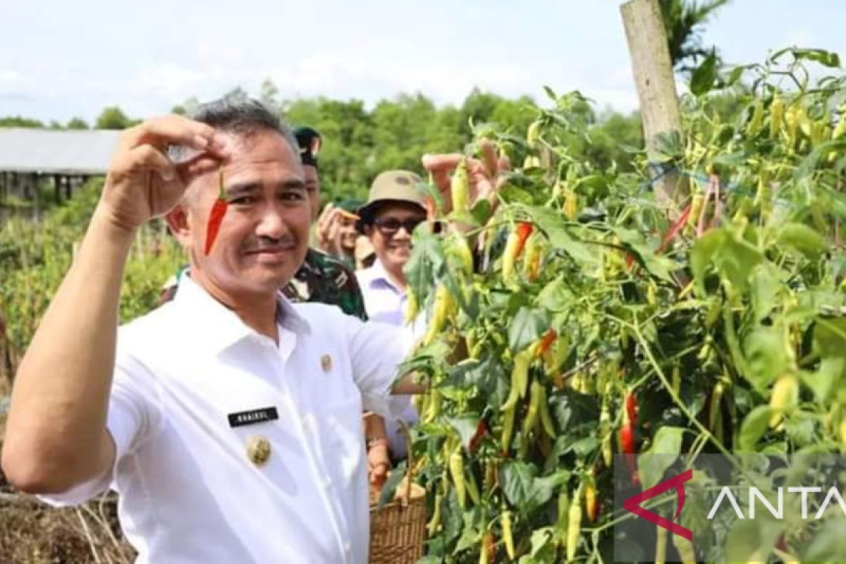 Panen cabai salah satu upaya mengendalikan inflasi di Tarakan