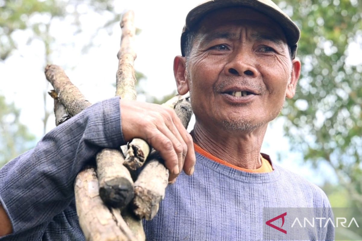 Abu erupsi Gunung Marapi mulai hujani lahan pertanian di Tanah Datar