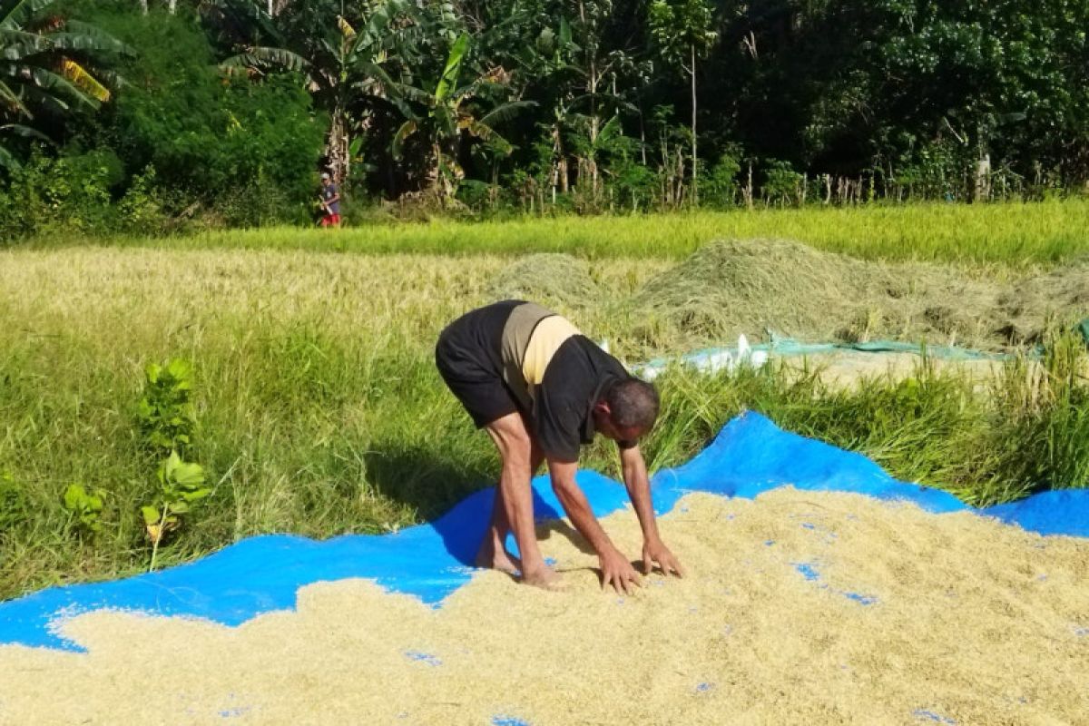 Manggarai Barat identifikasi lahan pertanian yang terkena hama