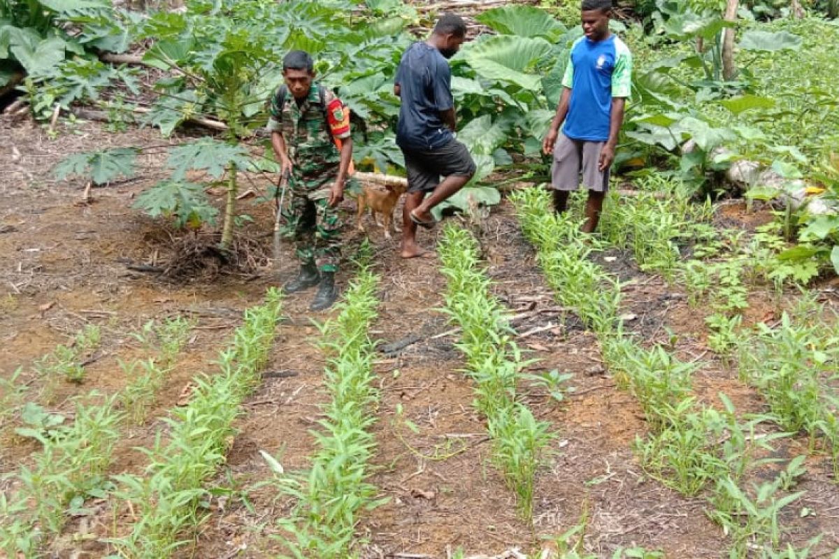 Koramil Biak Utara membantu petani lakukan penyemprotan pestisida