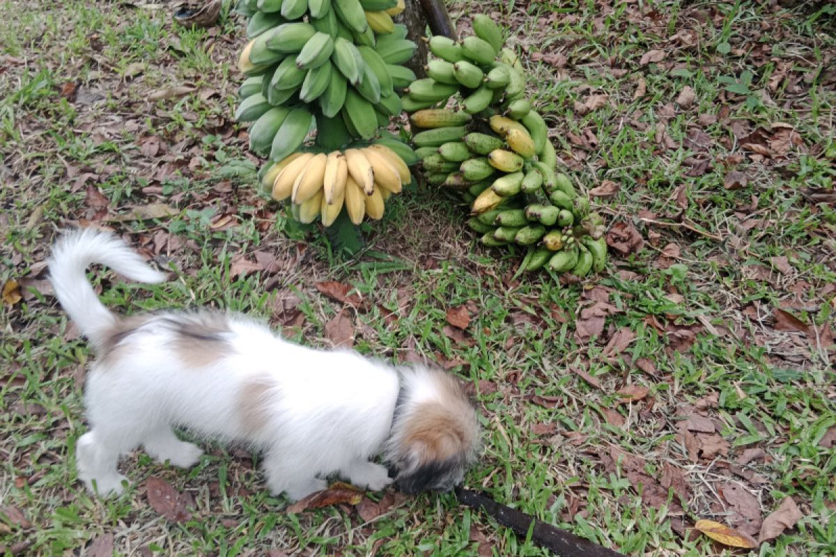 Sepanjang 2022 di Bandarlampung, 600 ekor hewan penular rabies divaksinasi