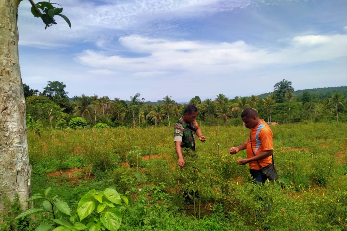 Koramil 1708-02/BU laksanakan komsos bersama petani cabai