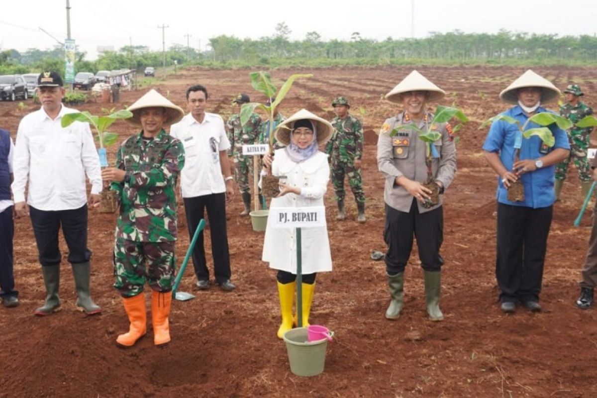 Pemkab Batang gencarkan ketahanan pangan melalui tanam  pisang