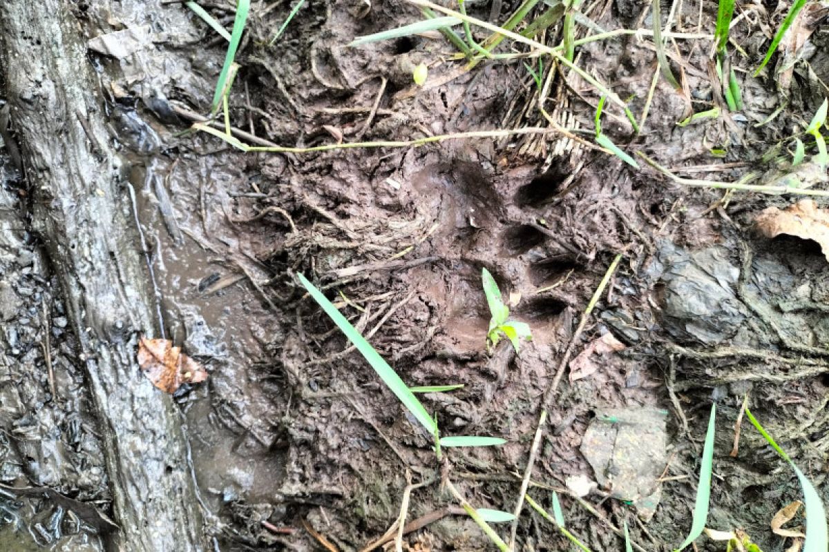 Takut diterkam harimau, warga Sangir takut  ke ladang