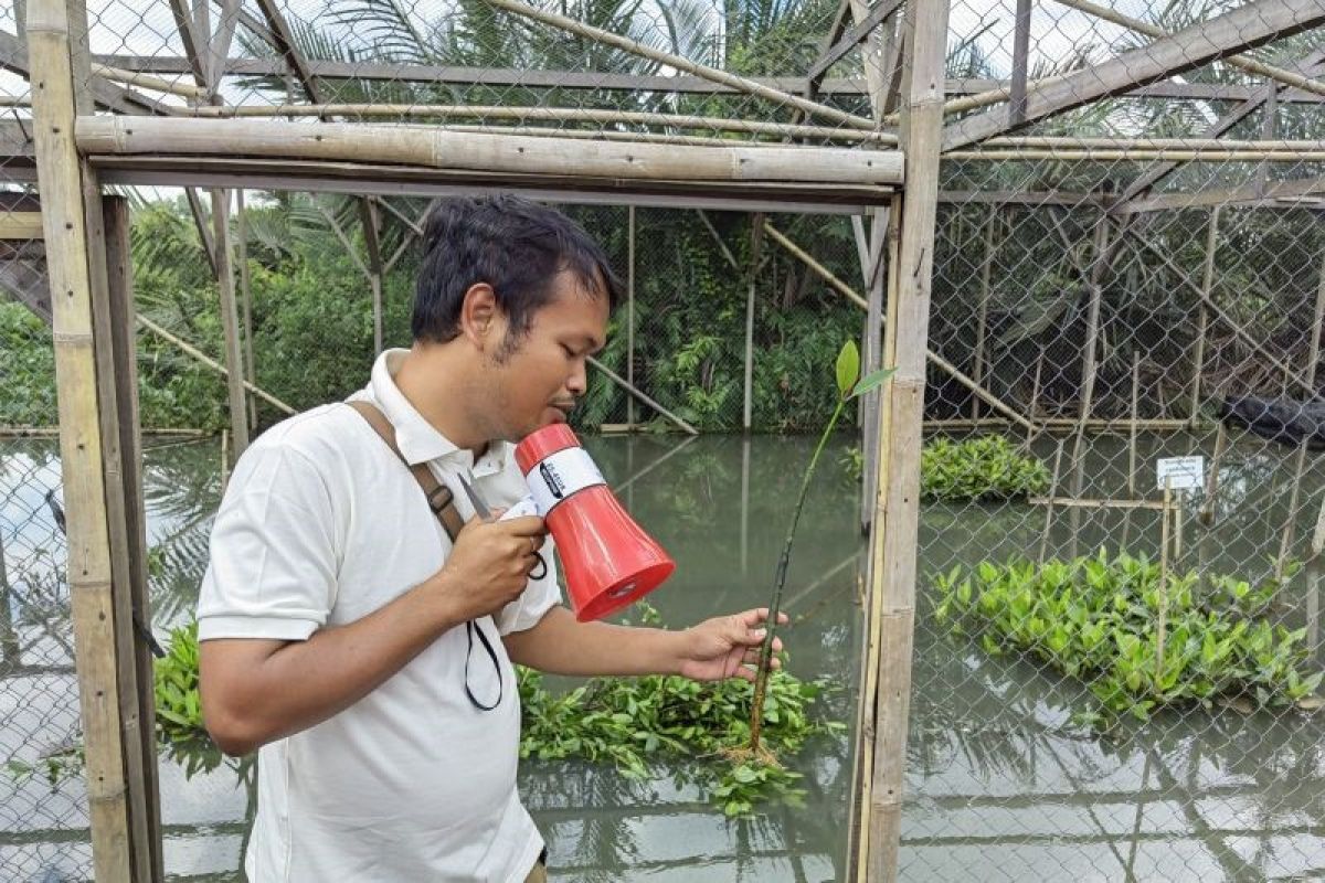 Salinitas atau kadar garam yang rendah hambat pertumbuhan mangrove