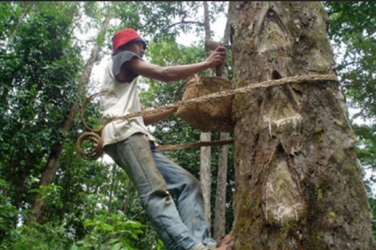 Petani di Pesisir Barat sebut harga damar cenderung turun