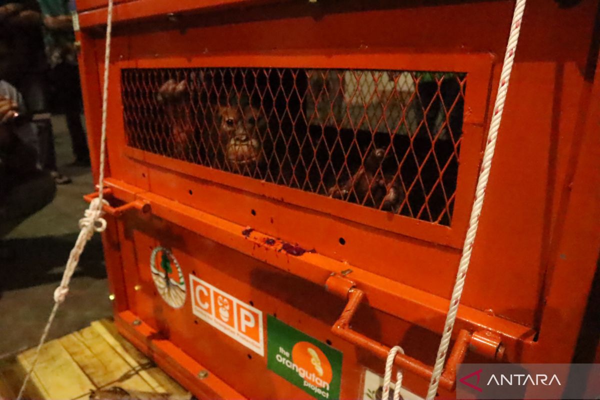 Orangutan bernama Astuti terselamatkan dari perdagangan liar