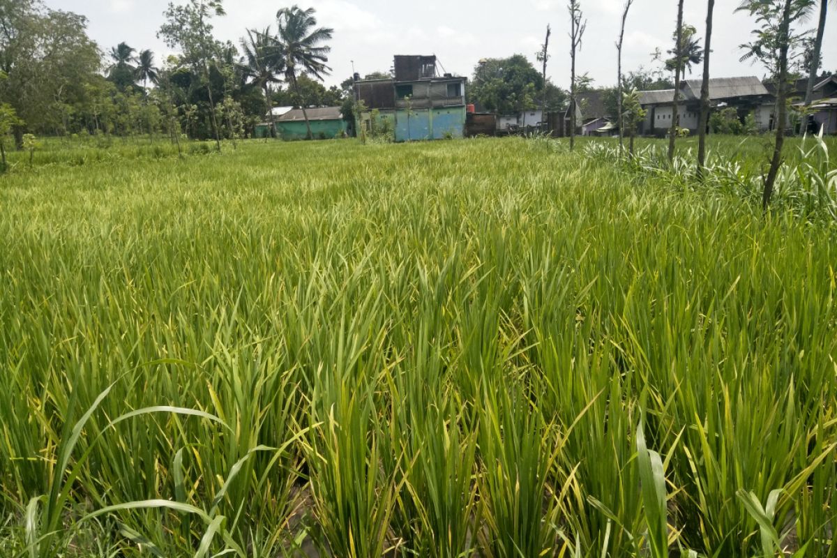 Disperindag: Harga beras di Lombok Tengah naik