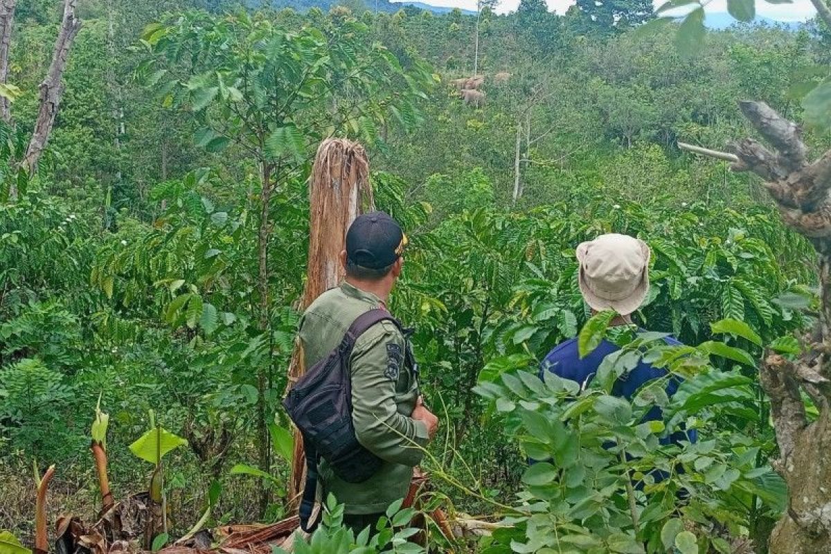 Kawanan gajah liar yang mendekati permukiman resahkan warga di Lampung Barat