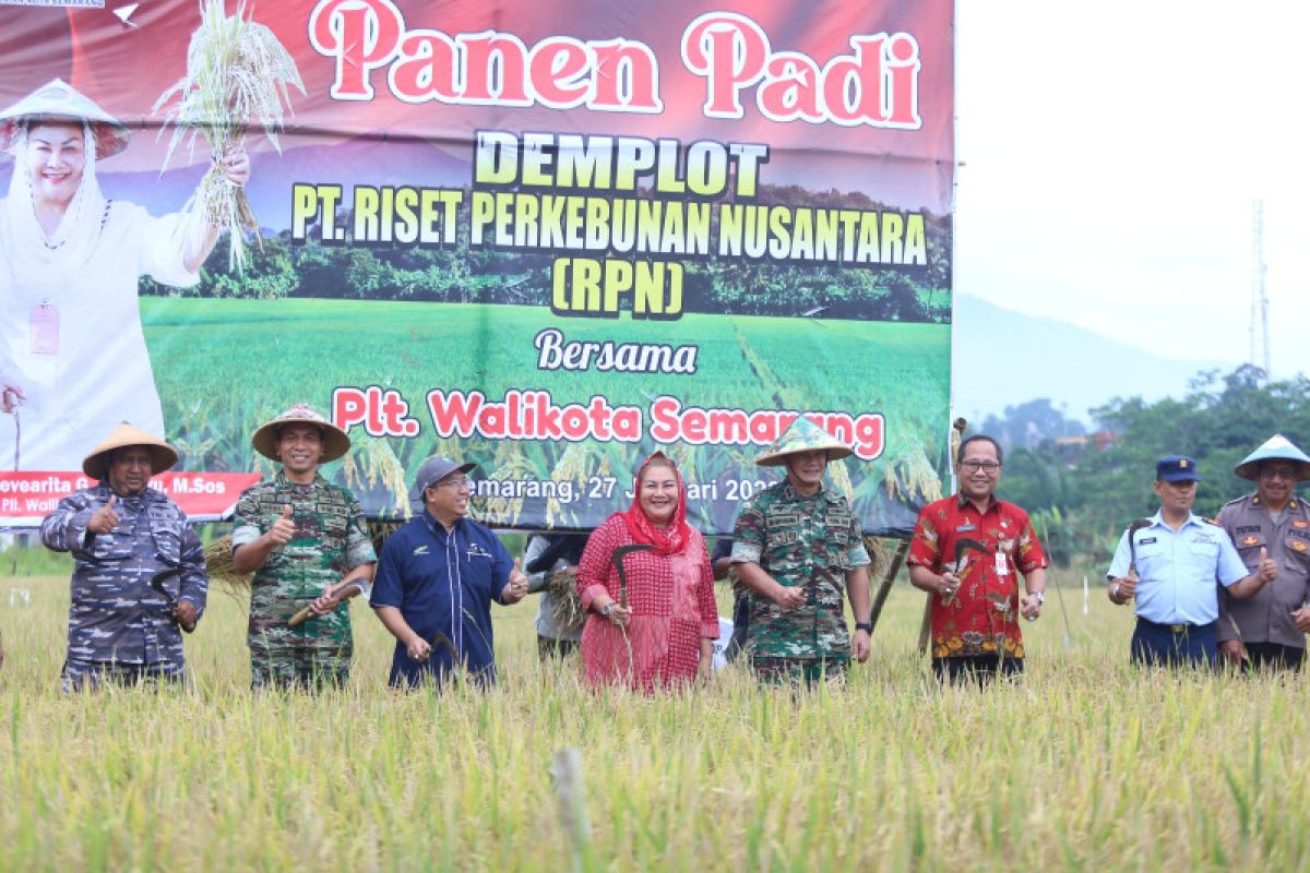 Pemkot Semarang gandeng lembaga riset tingkatkan panen  padi