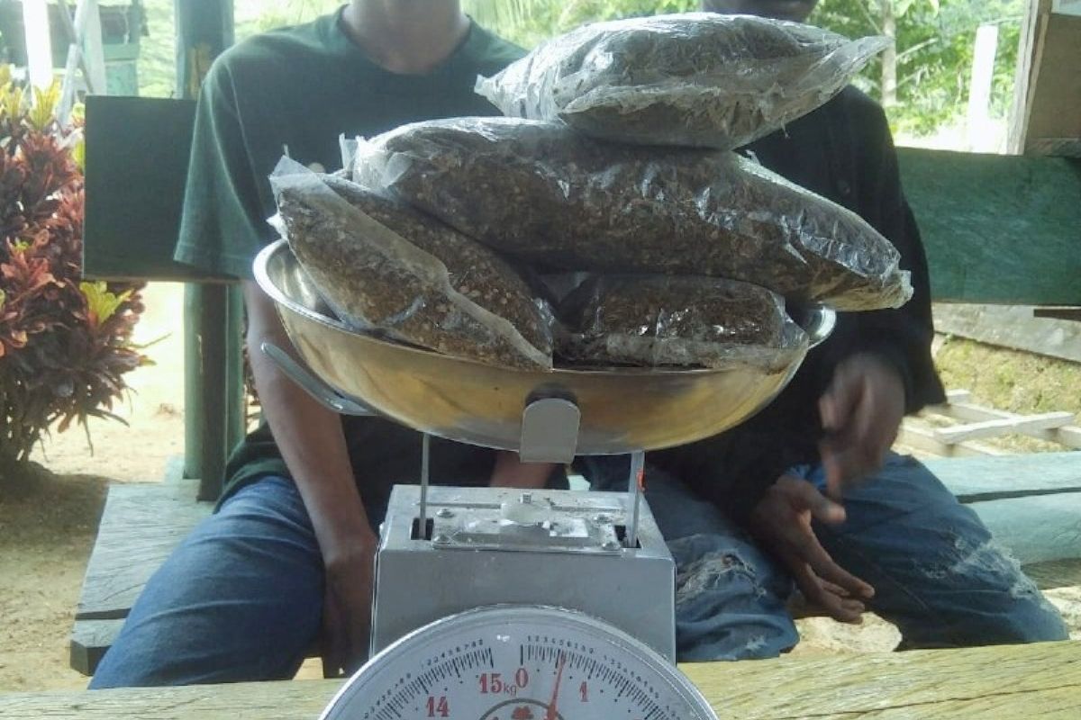 Satgas RI-PNG Yonif 132/BS tangkap dua pembawa ganja 500 gram