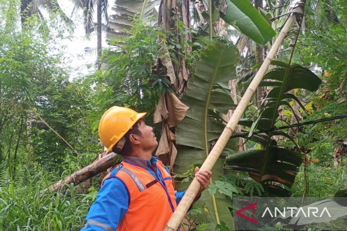 PLN berikan Listrik Andal lewat Program Tertibkan Pohon