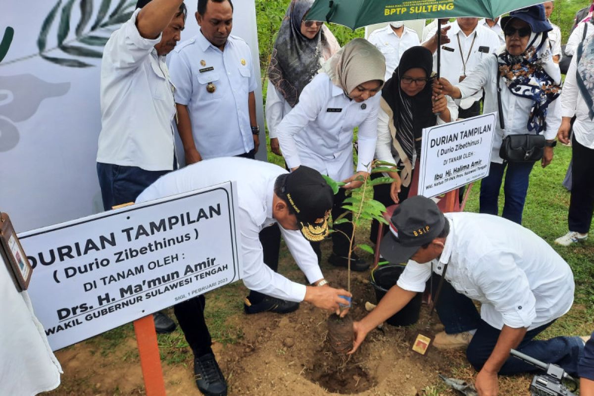 BSIP Sulteng dorong program penghijauan jenis tanaman buah di Sigi