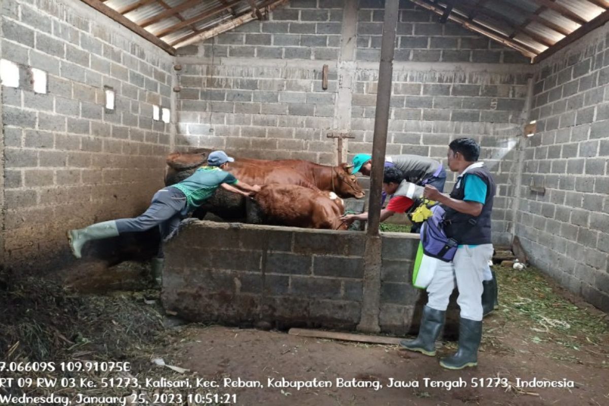 Pemkab Batang sebut penyakit kulit berbenjol pada ternak sudah  mewabah