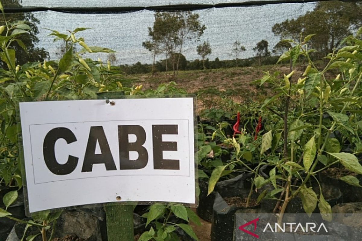 Pemprov Sulawesi Tenggara galakkan tanam cabai di pekarangan tekan inflasi