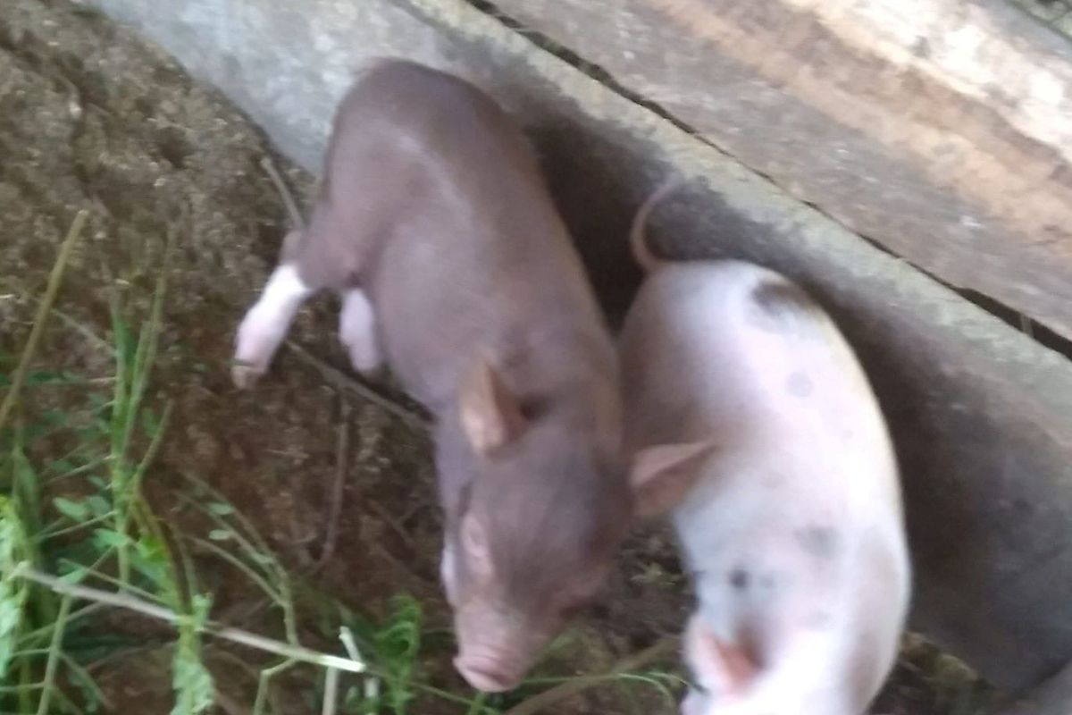 Disnak Kupang ingatkan peternak babi perketat biosekuriti cegah ASF