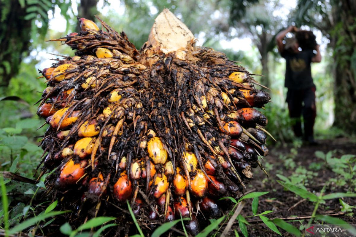 Harga CPO turun tipis Rp17 per kilogram