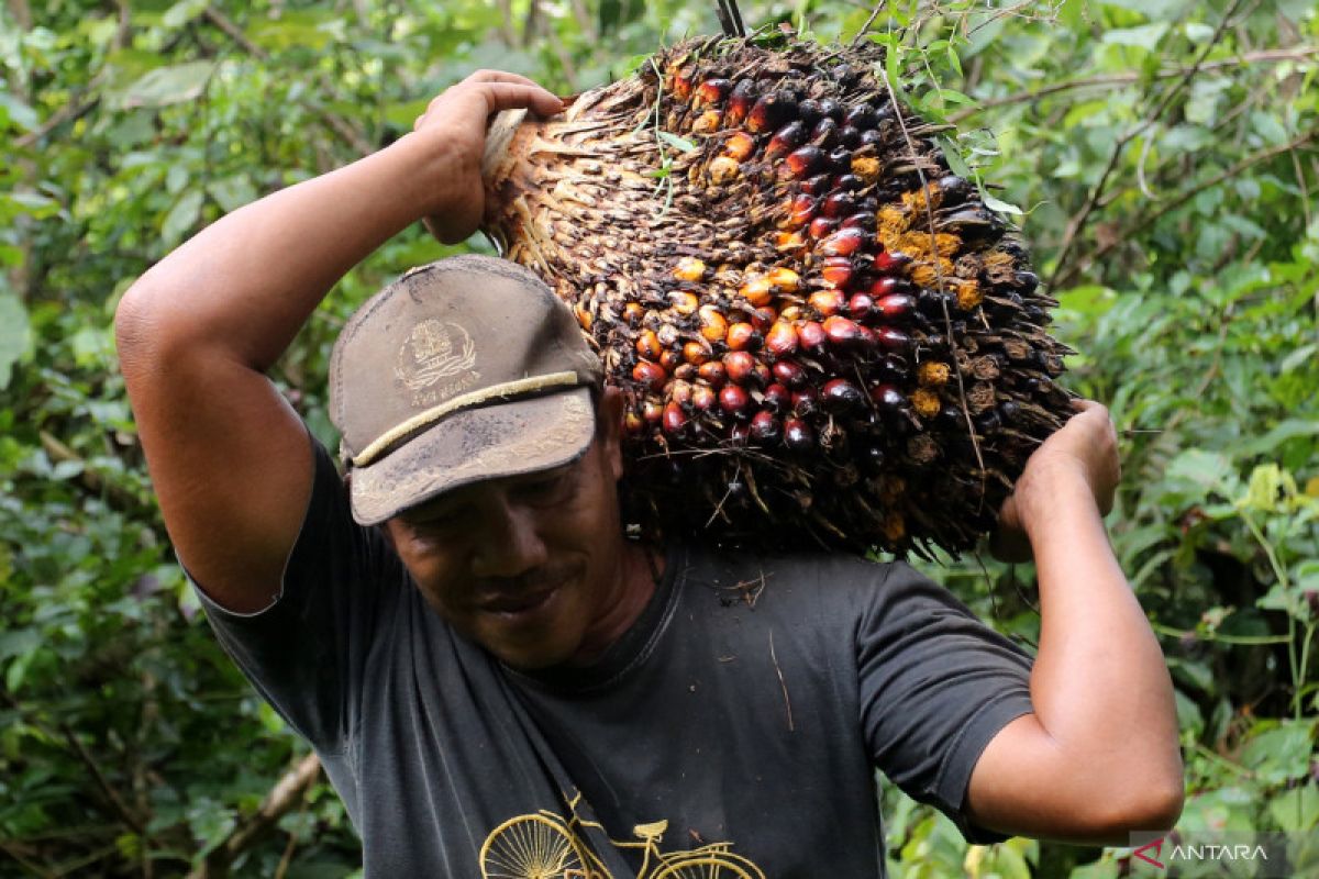 Kemendag rilis harga referensi CPO periode 16-31 Maret