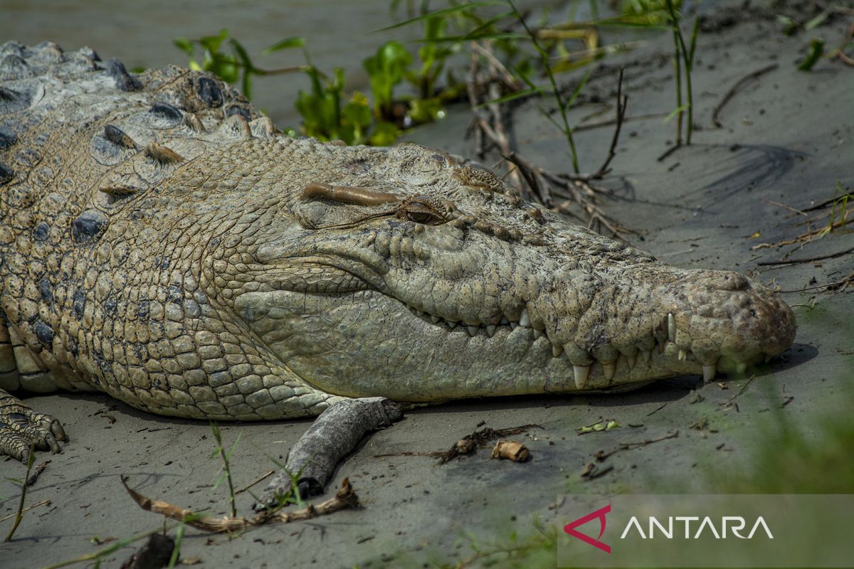 Buaya Liar Resahkan Warga di Bantaran Sungai Palu