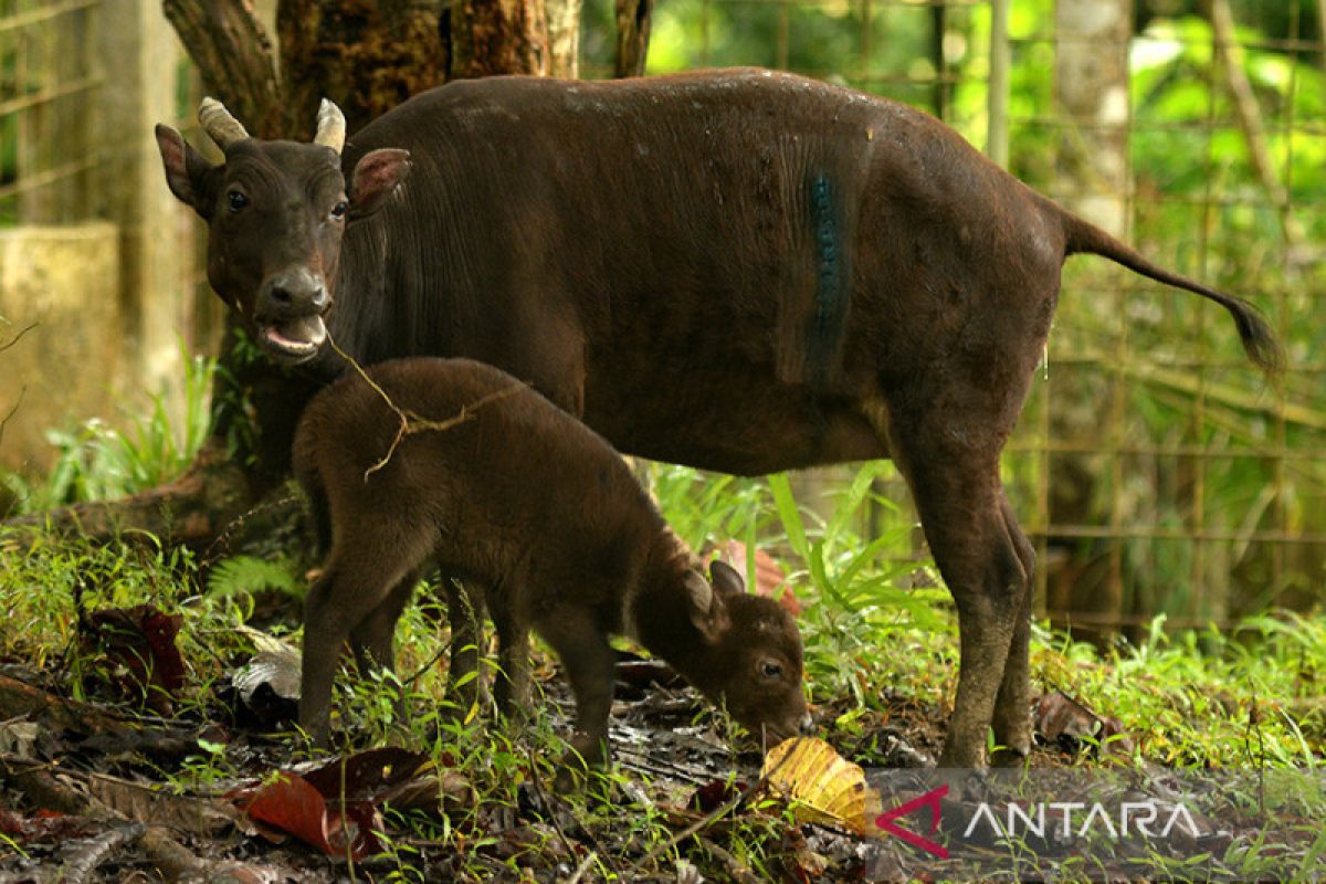 Perburuan mengancam populasi anoa di  Sulawesi