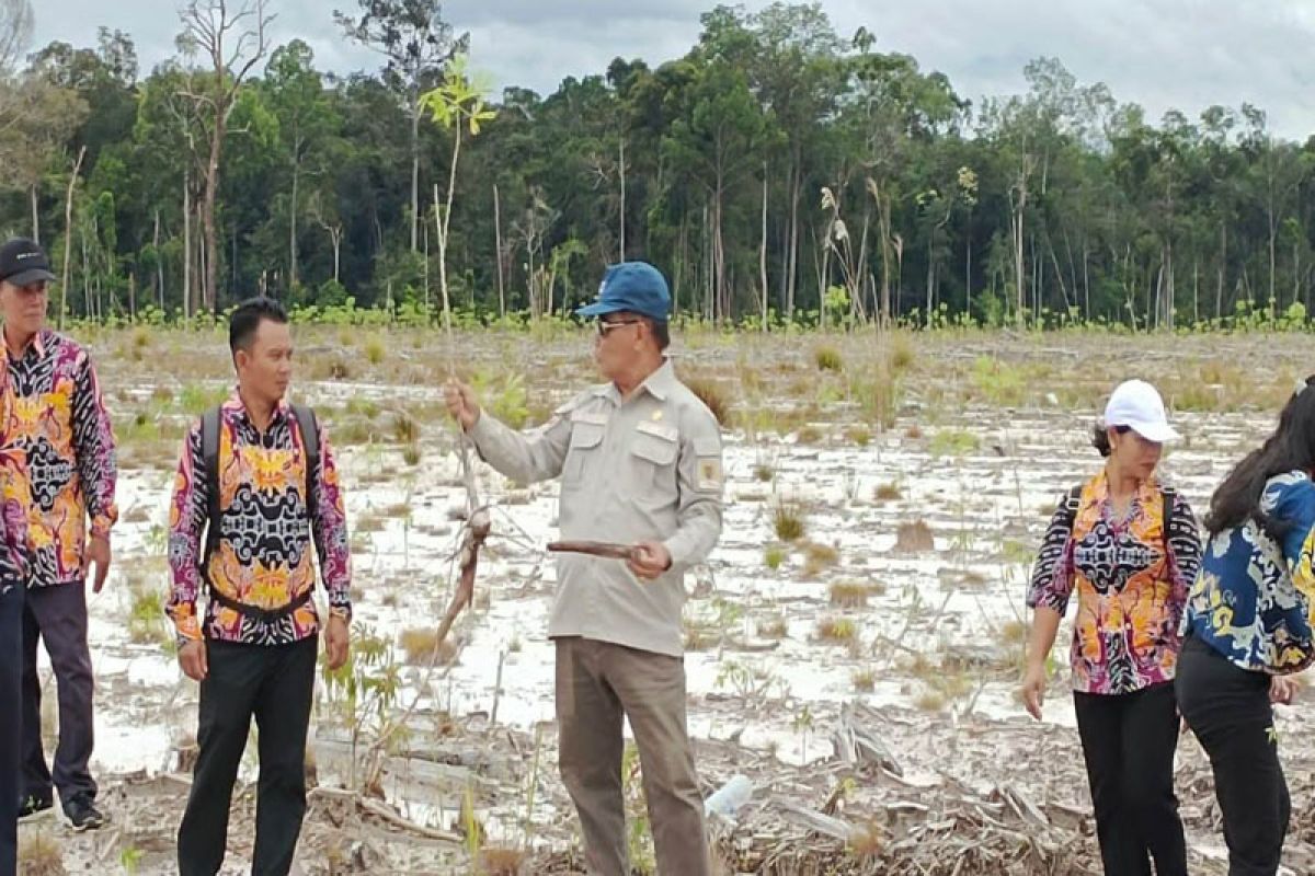 Sedikit dan kurang subur, food estate singkong di Gumas minta dievaluasi