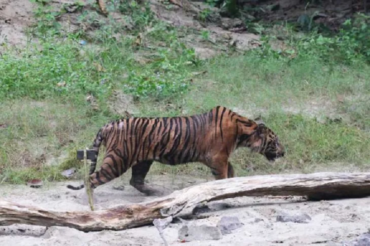 Sumatran tiger population in TNKS estimated above 150 tigers