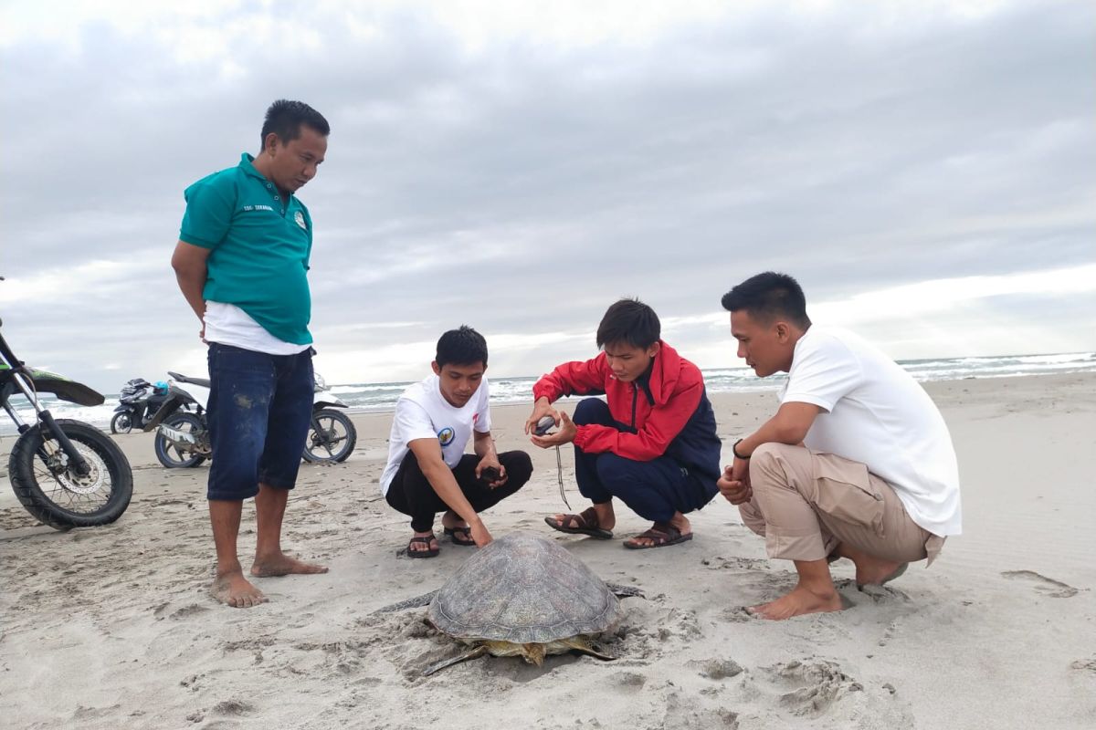 Warga selamatkan penyu hijau yang terdampar