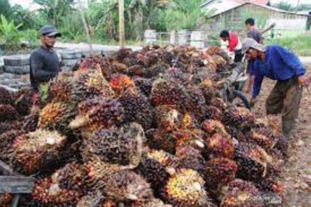 Kabar baik, harga sawit tertinggi di Indonesia