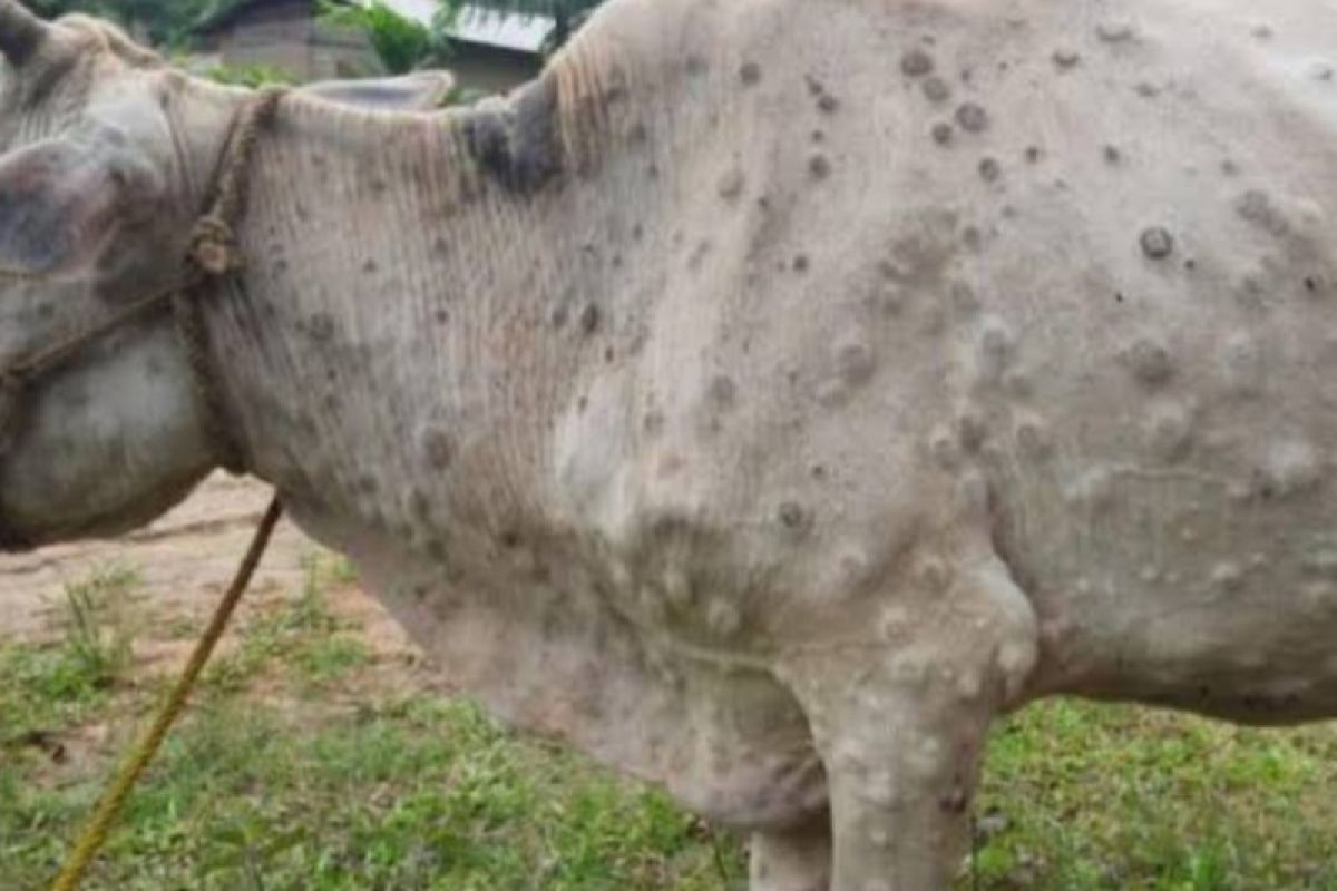 Bintan waspadai penyakit kulit berbenjol pada sapi